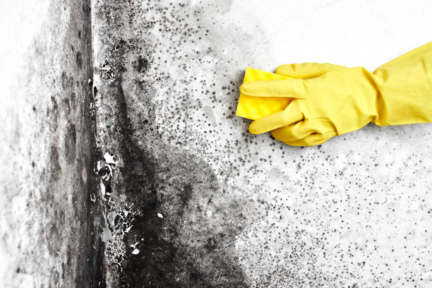 Mold Documentation for Insurance Claims in Lindenwold, NJ